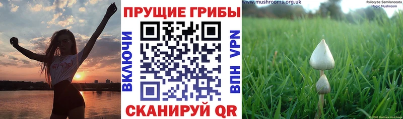 Псилоцибиновые грибы Magic Shrooms  дарнет шоп  ОМГ ОМГ ТОР  Баксан 